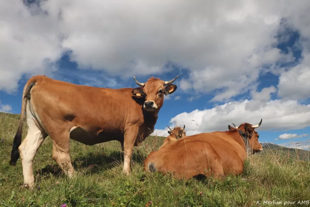 media-library27o7b973u8uj6SR45aE