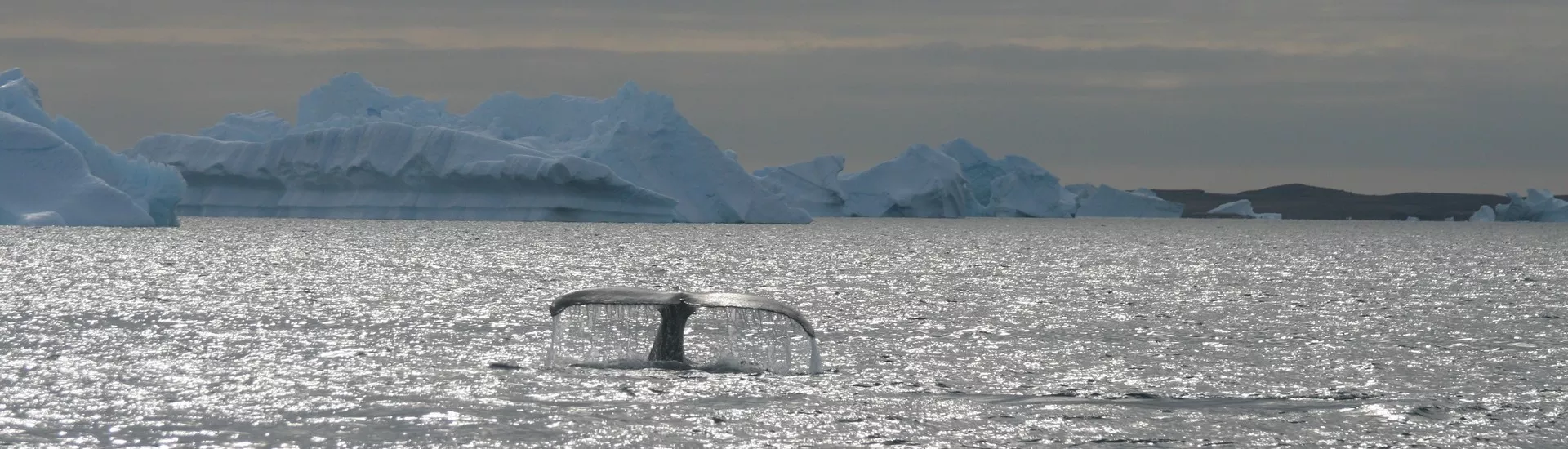 BALADE ARCTIQUE