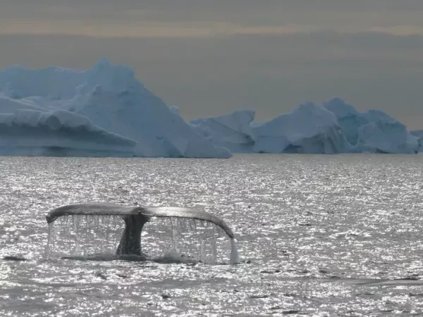 BALADE ARCTIQUE